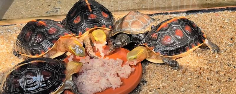 乌龟冬眠结束后喂什么,鱼肉、虾肉、猪肉都能饲喂