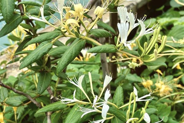 金银花有什么种类,金花三号、懒汉金银花等品种很常见