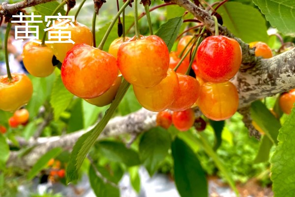 樱桃有什么品种,红灯、早红等品种成熟时间早