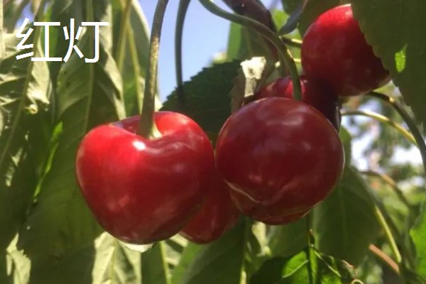 樱桃有什么品种,红灯、早红等品种成熟时间早