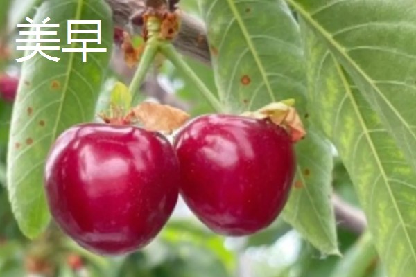 樱桃有什么品种,红灯、早红等品种成熟时间早