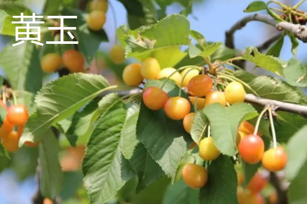 樱桃有什么品种,红灯、早红等品种成熟时间早