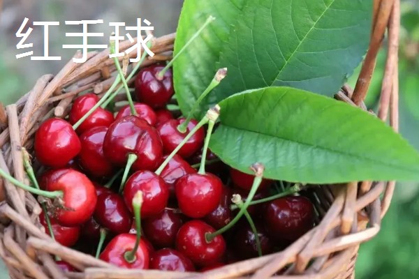 樱桃有什么品种,红灯、早红等品种成熟时间早