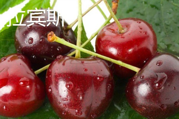 樱桃有什么品种,红灯、早红等品种成熟时间早