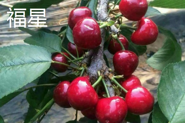 樱桃有什么品种,红灯、早红等品种成熟时间早