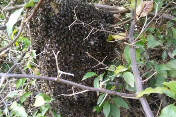 怎么引诱野蜜蜂,把蜂箱放在蜜源集中的地方