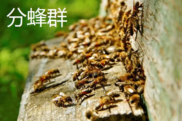 怎么引诱野蜜蜂,把蜂箱放在蜜源集中的地方