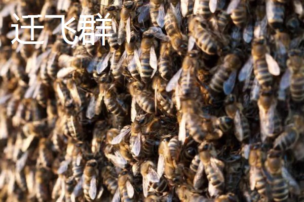 怎么引诱野蜜蜂,把蜂箱放在蜜源集中的地方