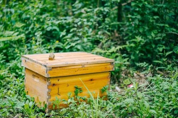 怎么引诱野蜜蜂,把蜂箱放在蜜源集中的地方
