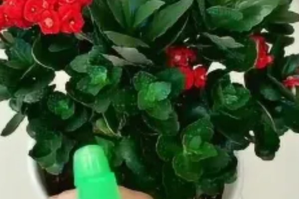 让长寿花开花的方法,每天提供8小时左右的光照