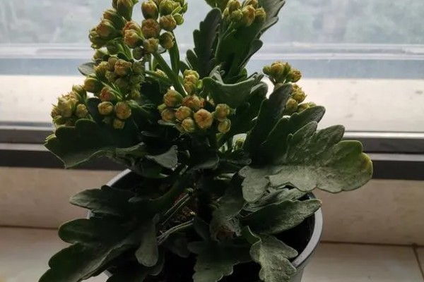 让长寿花开花的方法,每天提供8小时左右的光照
