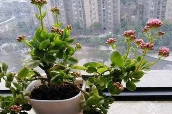 让长寿花开花的方法,每天提供8小时左右的光照