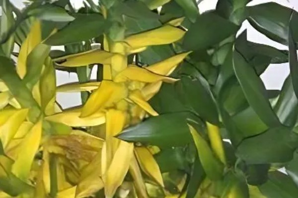 莲花竹叶子发黄如何处理，被阳光晒伤需放在半阴处养护