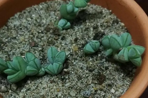 碧玉莲的爆盆方法,平时放在有充足光照的地方养护