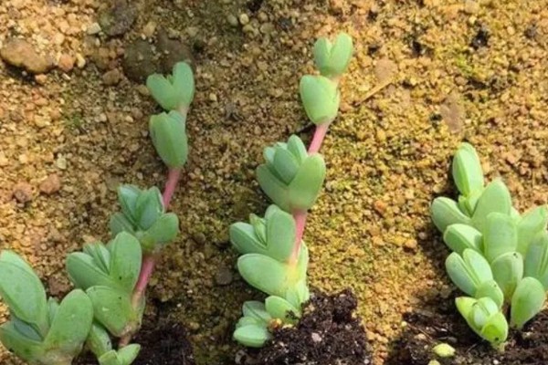 碧玉莲的爆盆方法,平时放在有充足光照的地方养护