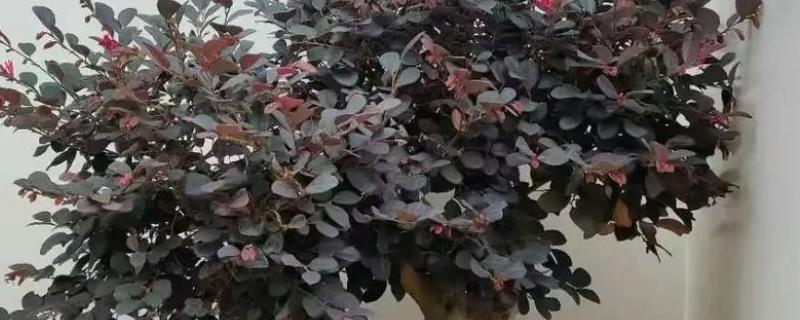 红花檵木的扦插方法，涂抹生根粉再扦插