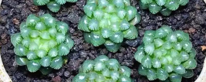 把玉露养出锦的方法,每天接受7-9小时的阳光照射