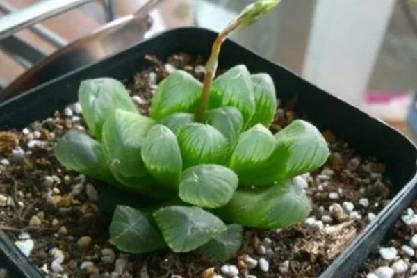 把玉露养出锦的方法，每天接受7-9小时的阳光照射