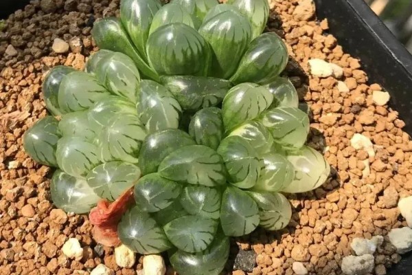 把玉露养出锦的方法，每天接受7-9小时的阳光照射