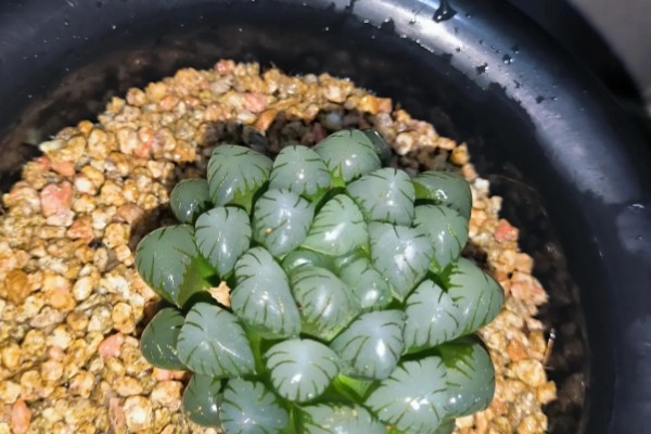 把玉露养出锦的方法，每天接受7-9小时的阳光照射