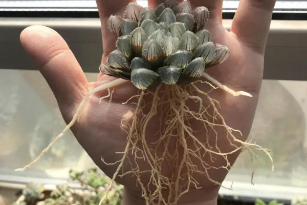 把玉露养出锦的方法，每天接受7-9小时的阳光照射