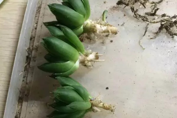 把玉露养出锦的方法，每天接受7-9小时的阳光照射