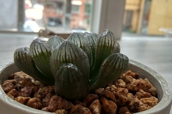 把玉露养出锦的方法，每天接受7-9小时的阳光照射