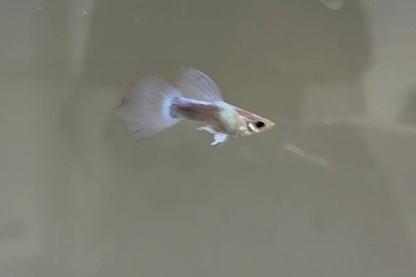 孔雀鱼过多久才会有颜色，出生1-1.5个月开始发色