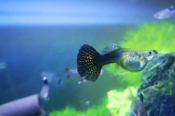 孔雀鱼过多久才会有颜色，出生1-1.5个月开始发色