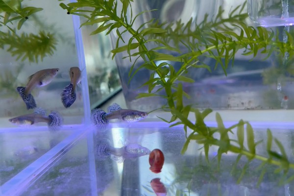 孔雀鱼过多久才会有颜色，出生1-1.5个月开始发色