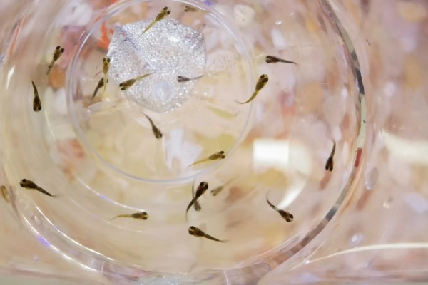 孔雀鱼过多久才会有颜色，出生1-1.5个月开始发色