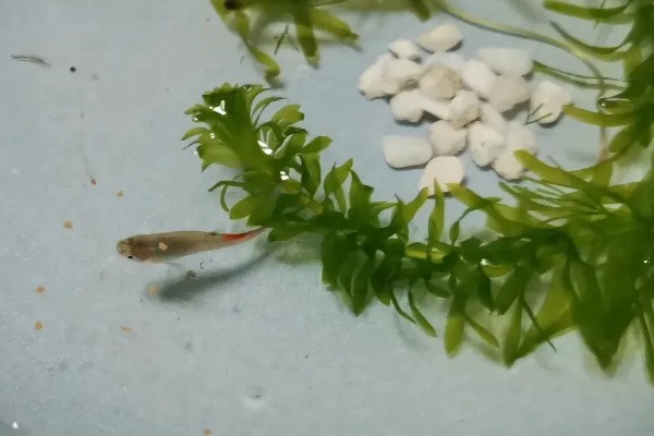 孔雀鱼过多久才会有颜色，出生1-1.5个月开始发色
