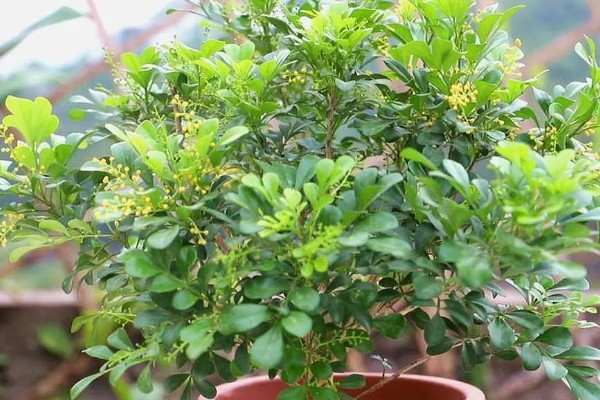 怎么养殖米兰花,平时要多晒光