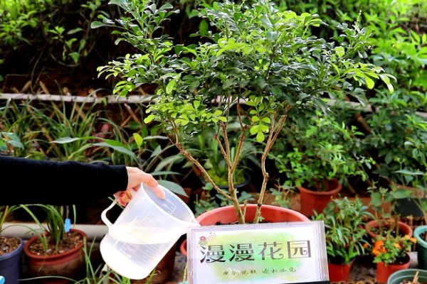 怎么养殖米兰花,平时要多晒光