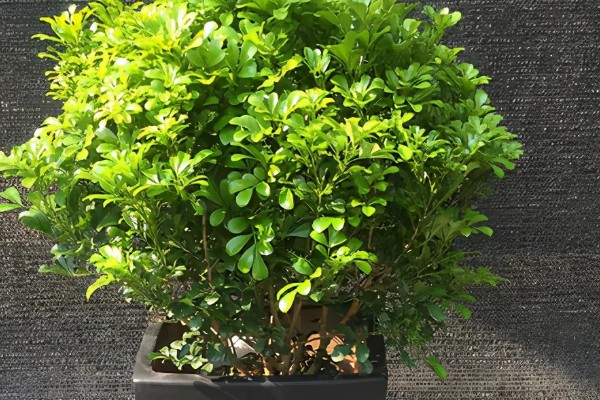 怎么养殖米兰花,平时要多晒光