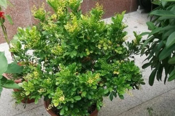 怎么养殖米兰花,平时要多晒光