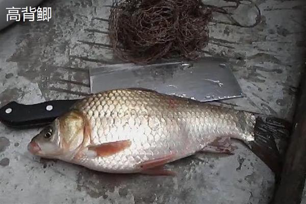 草鱼和鲫鱼的区别,前者整体较圆、后者身体稍扁