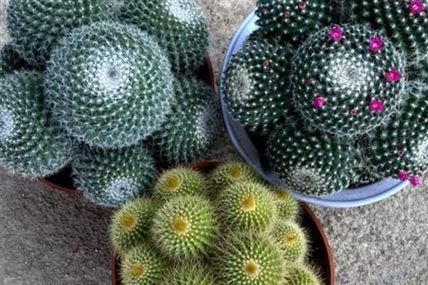 玉翁仙人球的养殖方法,光照充足才能提高观赏性