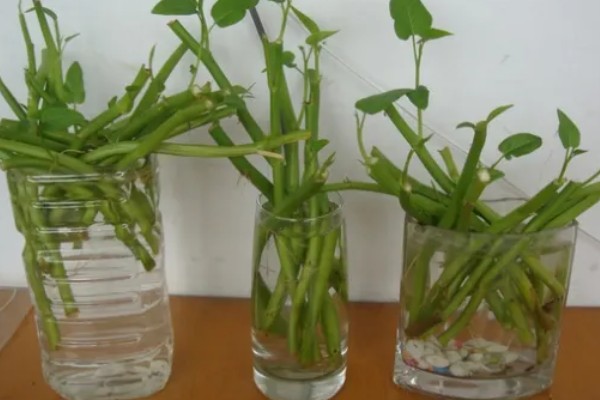 水培空心菜的方法,每隔1-2个星期换一次水