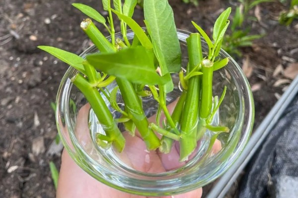 水培空心菜的方法,每隔1-2个星期换一次水