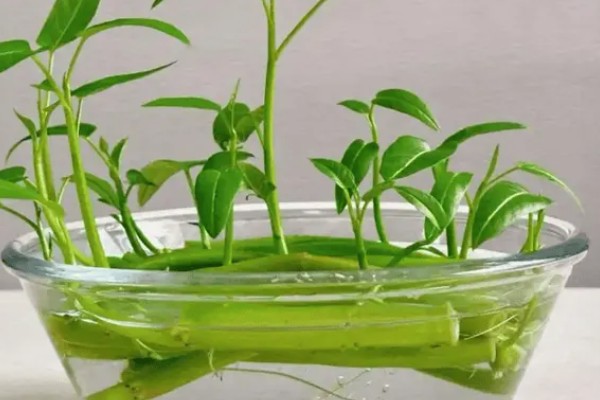水培空心菜的方法,每隔1-2个星期换一次水