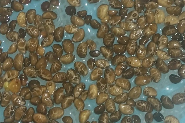水培空心菜的方法,每隔1-2个星期换一次水