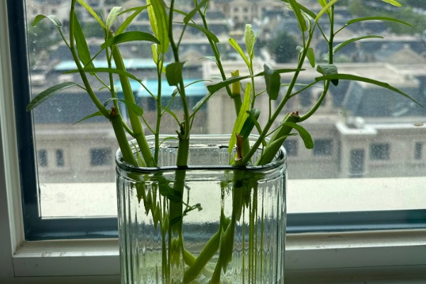水培空心菜的方法,每隔1-2个星期换一次水