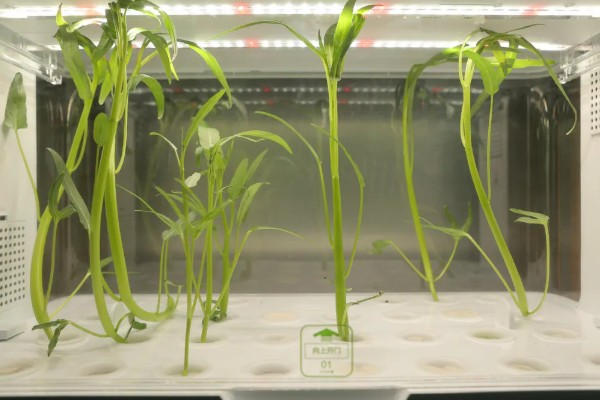 水培空心菜的方法,每隔1-2个星期换一次水