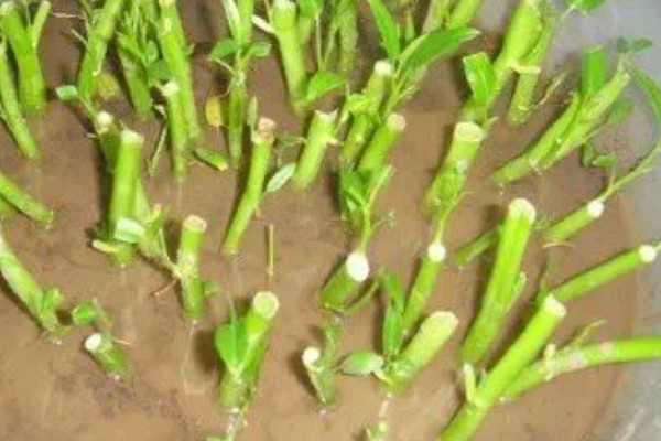 水培空心菜的方法,每隔1-2个星期换一次水