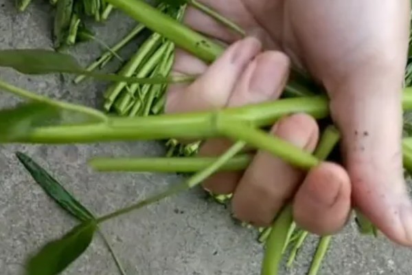 水培空心菜的方法,每隔1-2个星期换一次水