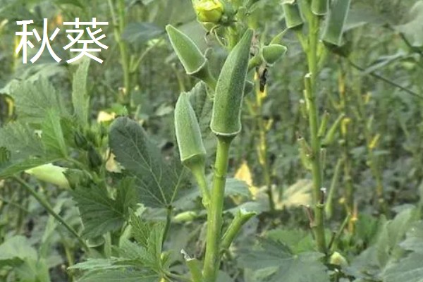 有哪些致富的种植项目,以下20个品种均可考虑