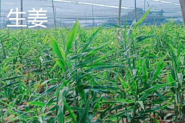 有哪些致富的种植项目,以下20个品种均可考虑