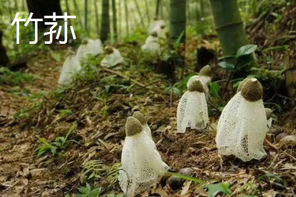 有哪些致富的种植项目,以下20个品种均可考虑