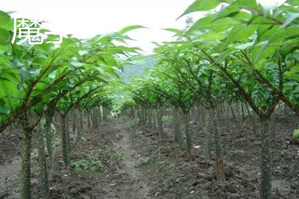 有哪些致富的种植项目,以下20个品种均可考虑